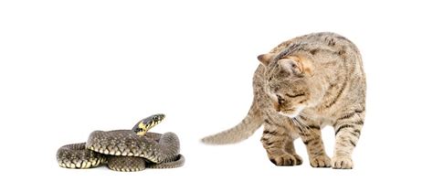 are cats similar to snakes